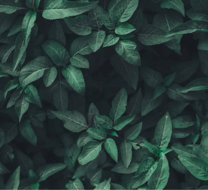 Plant Medicine SEO