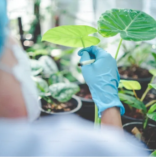 Plant Medicine SEO